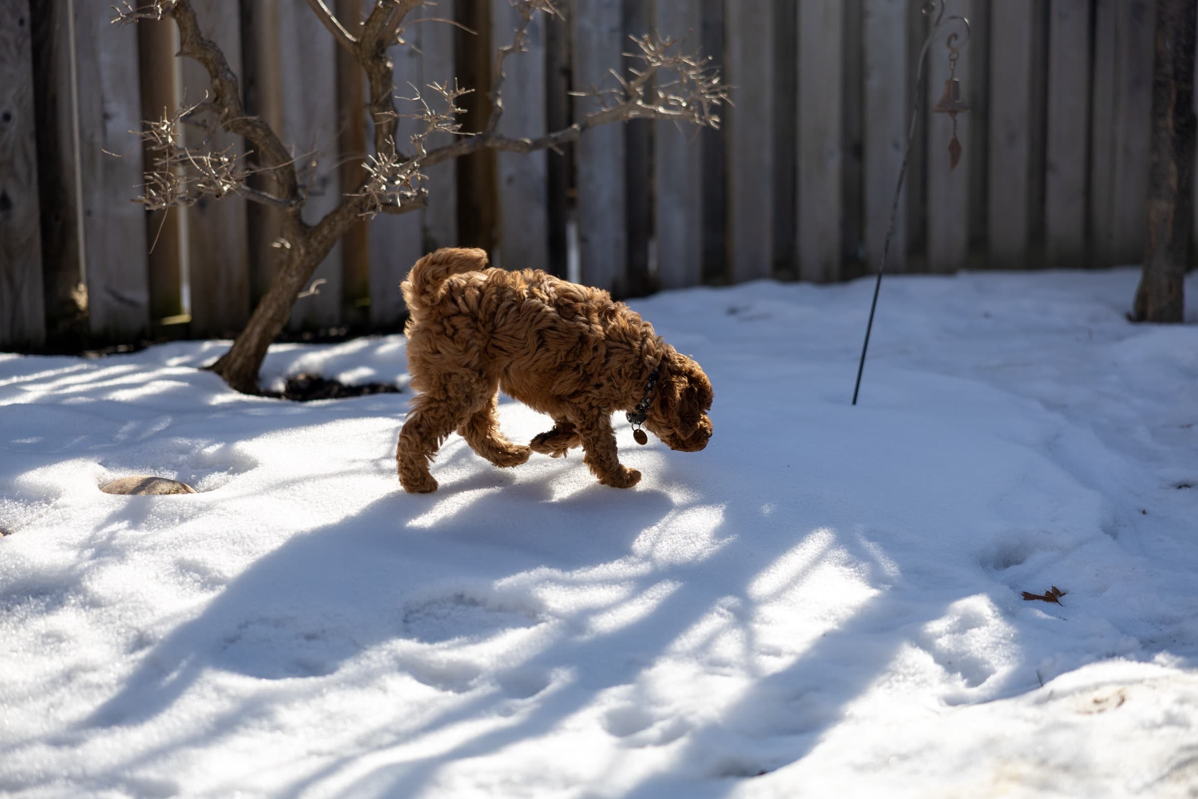 Marlowe exploring in the snow
