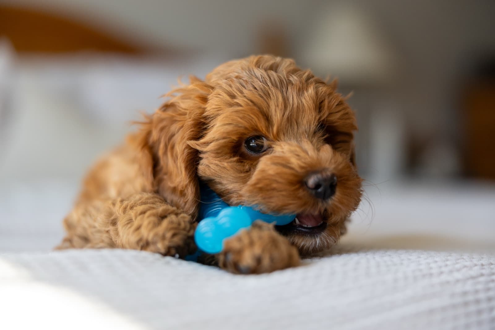 Marlowe with her blue toy
