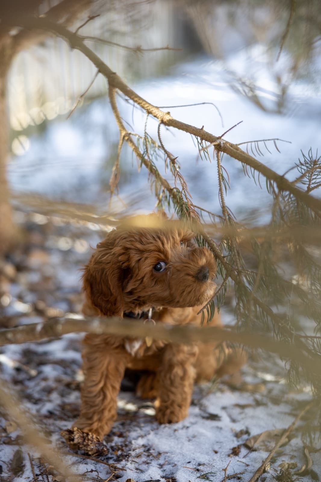 Marlowe peering through branches