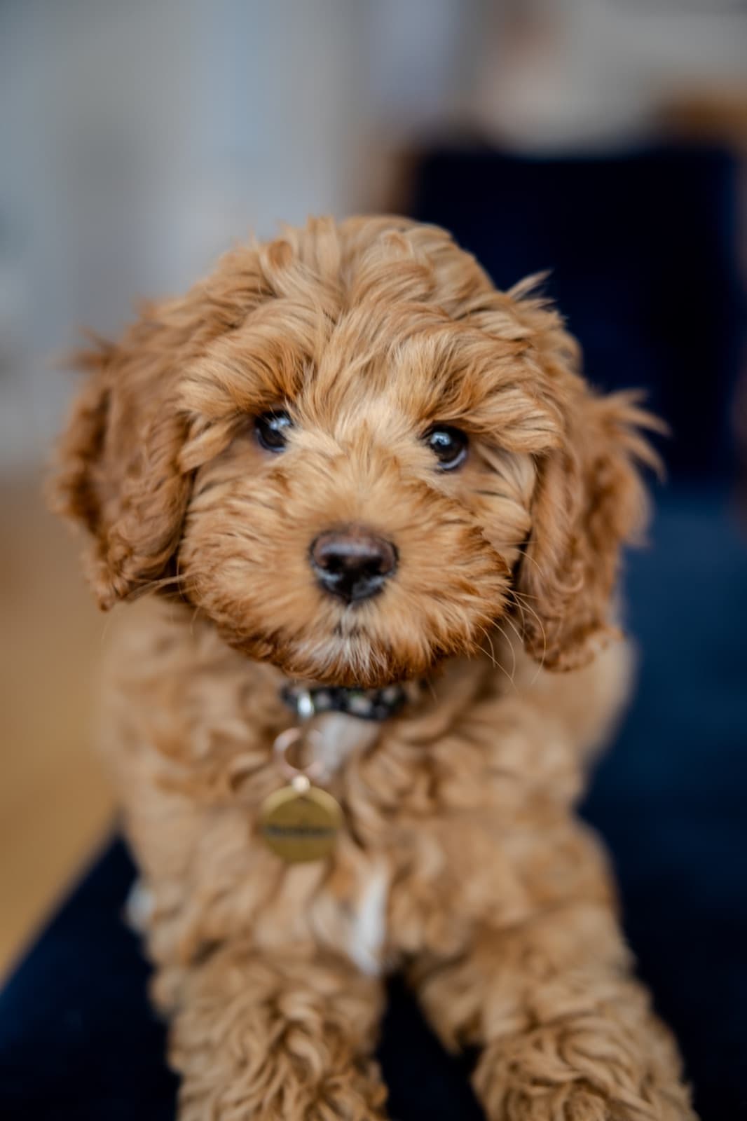 Marlowe, a Mini Australian Labradoodle