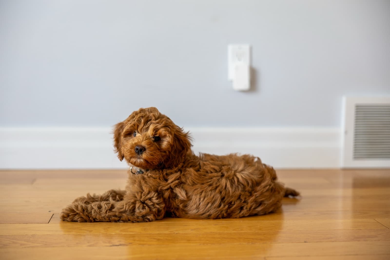 Marlowe settled calmly on the floor