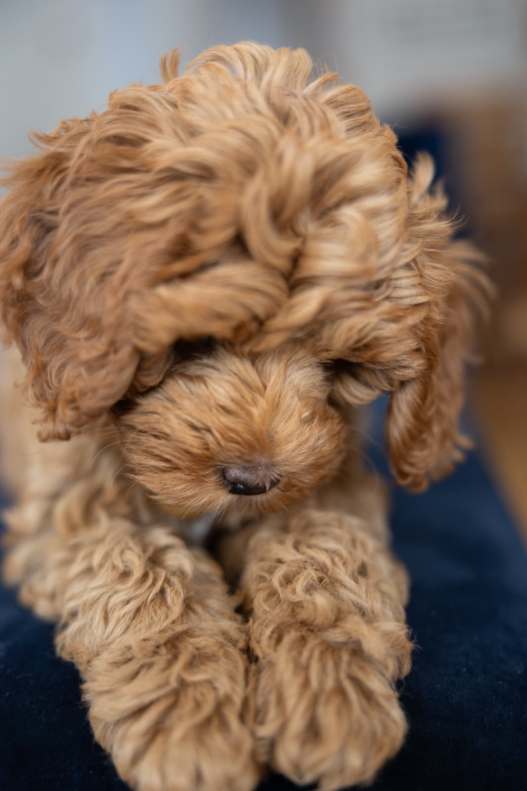 Marlowe peeking out from pillows