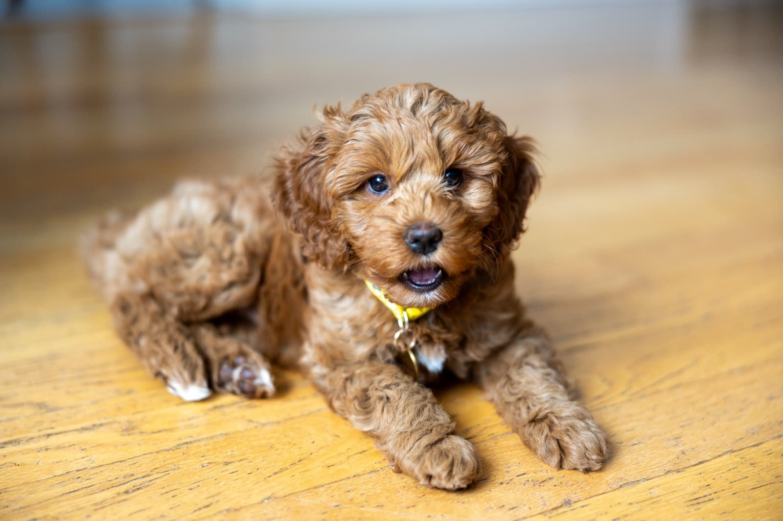 Marlowe settling calmly on the floor