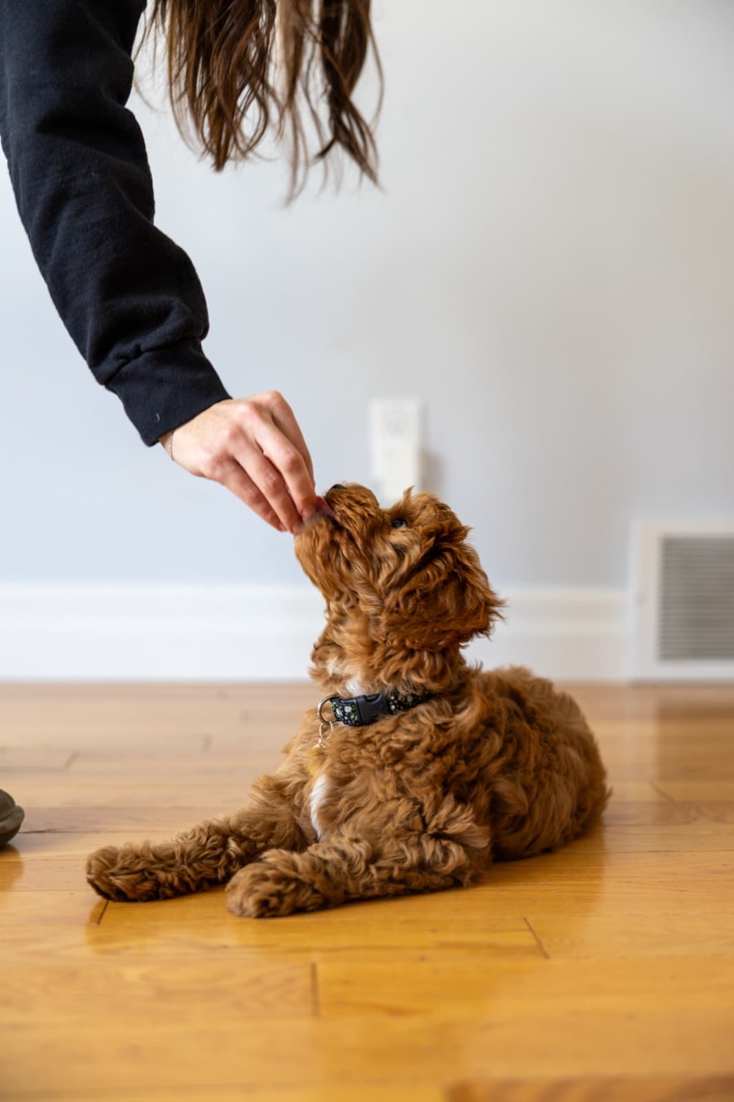 Marlowe during a treat training session with the family