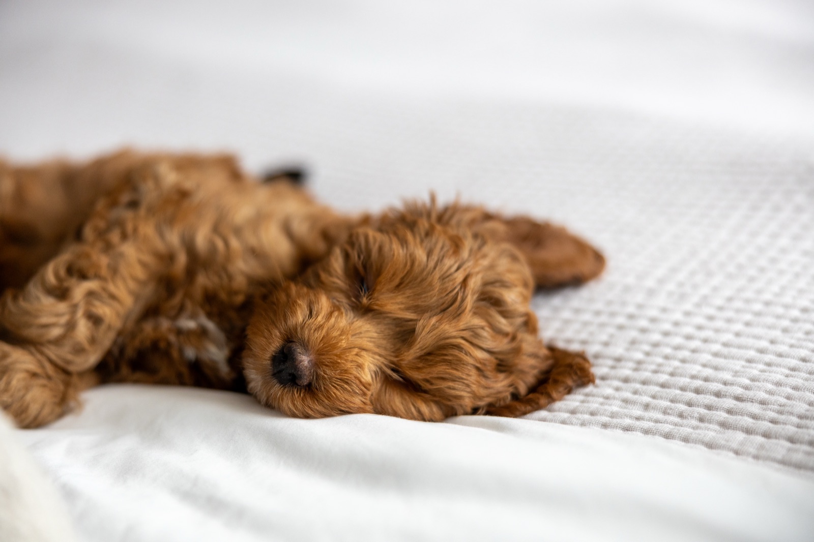 Marlowe sleeping